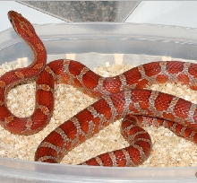 Ash-Upper Keys poss. het cinder, amel